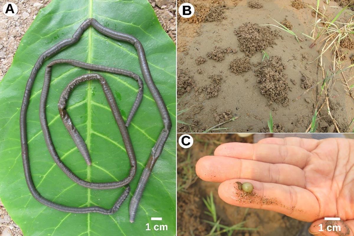 นักวิจัยคณะวิทยาศาสตร์ มช. ค้นพบ “ไส้เดือนชนิดใหม่ของโลก” ริมแม่น้ำโขง จ.เชียงราย นามพระราชทาน “ไส้เดือนเทพรัตน์แม่น้ำโขง” ตอกย้ำศักยภาพงานวิจัยความหลากหลายทางชีวภาพ